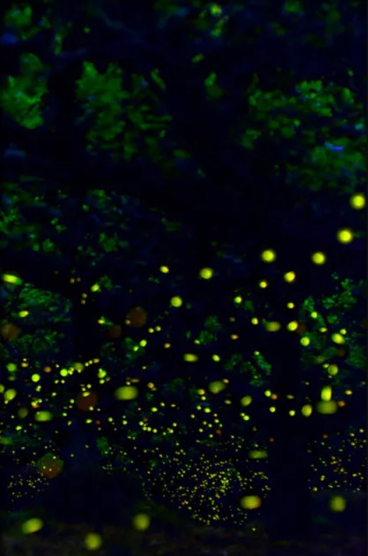 Fireflies Festival in Kasara
